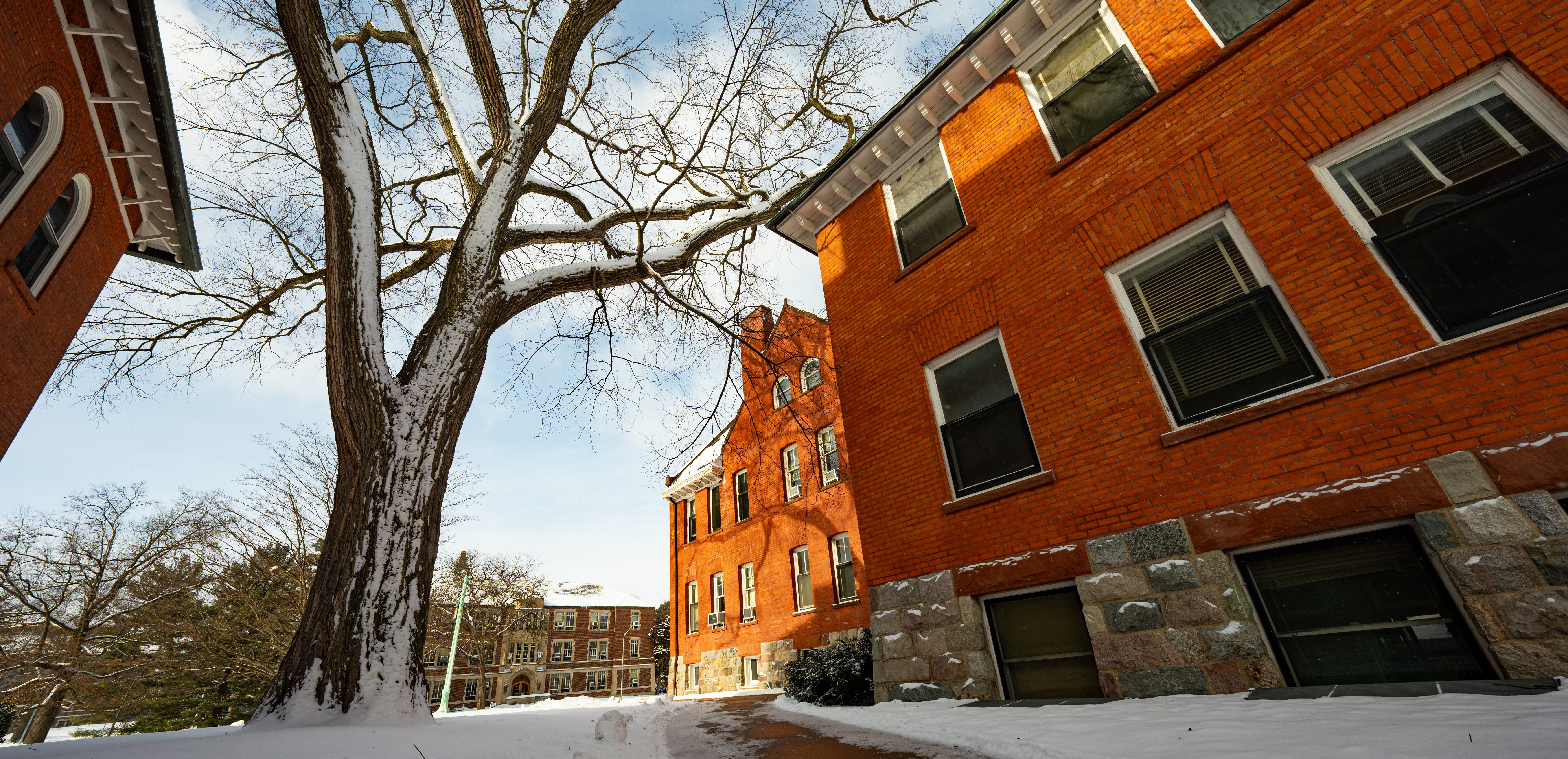 Image of yellow daffodils on MSU campus.
