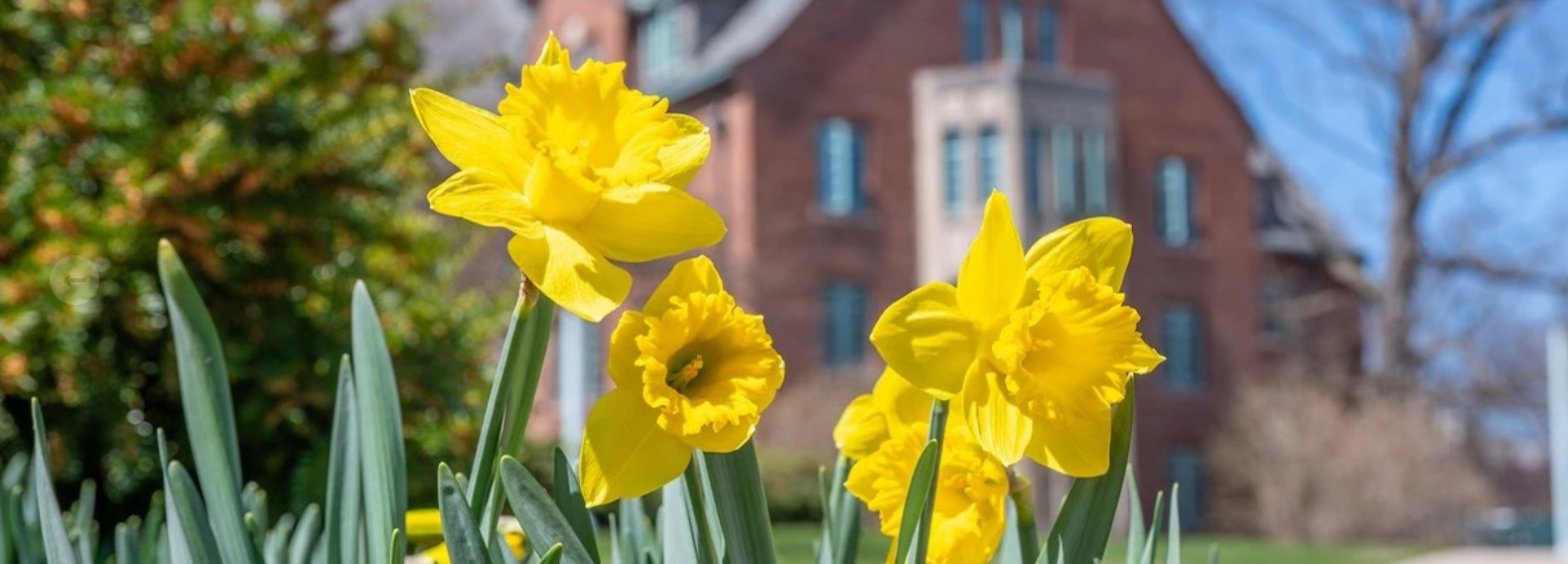 Image of yellow daffodils on MSU campus.