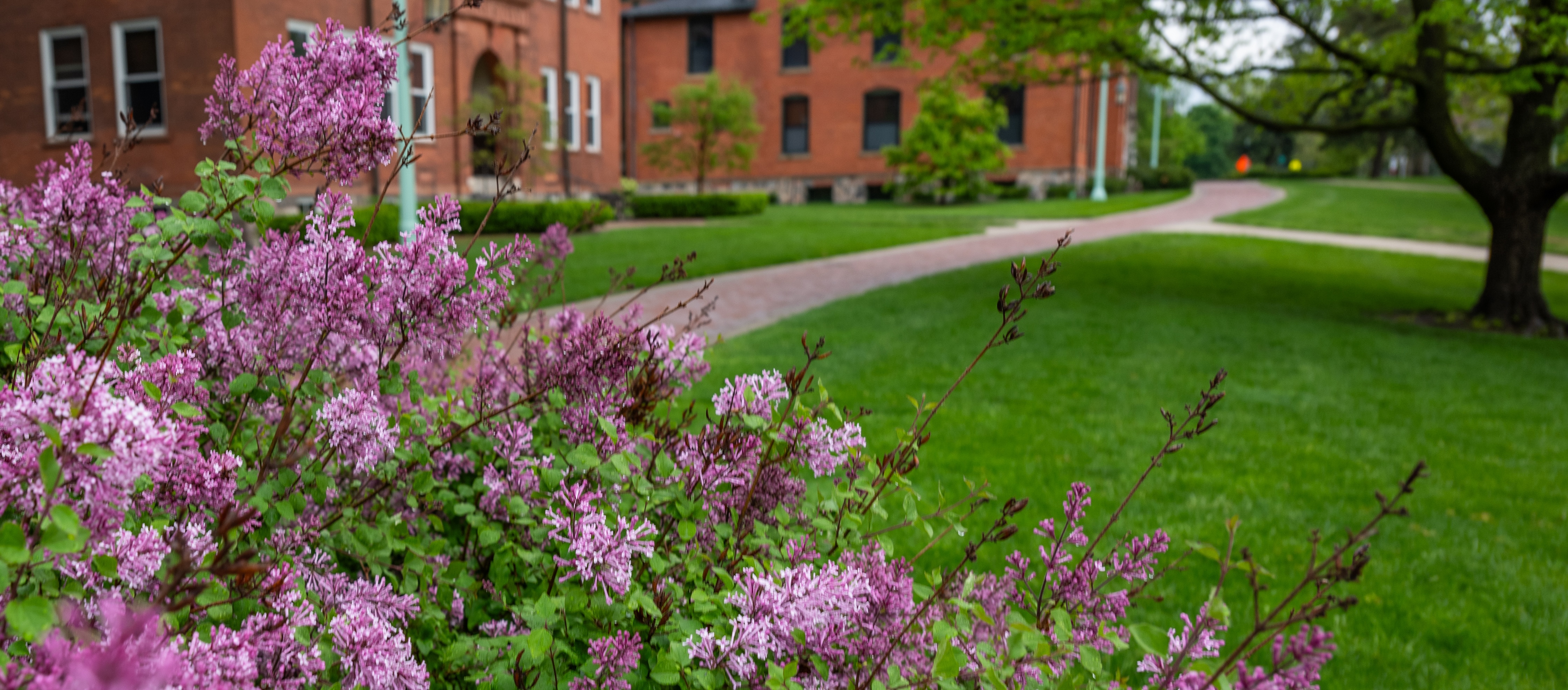 Image of spring lilacs on the MSU campus.