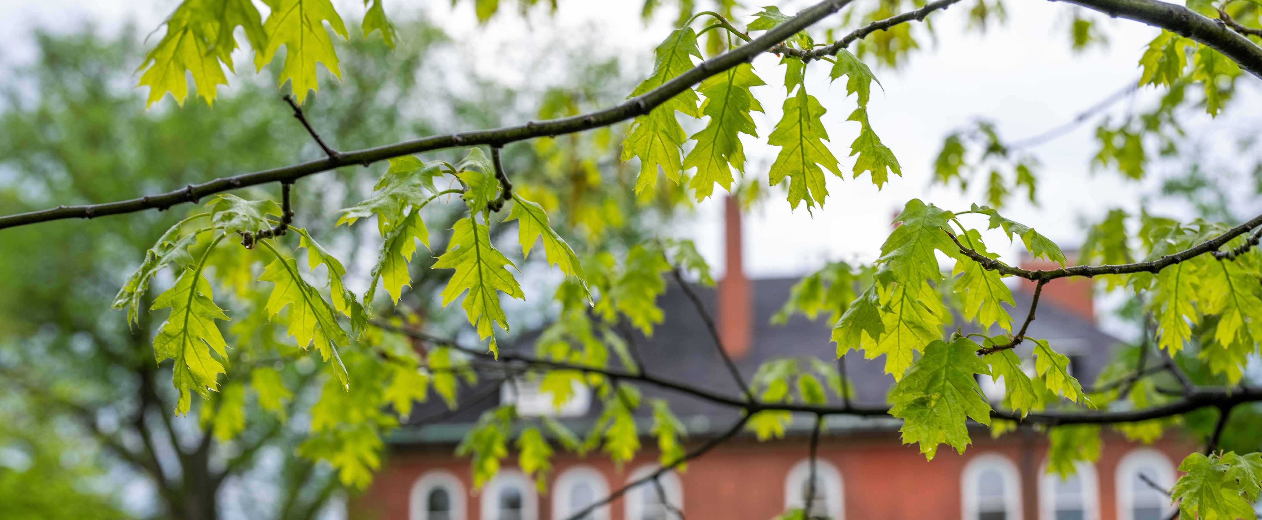 Image of oak leaves on MSU campus.