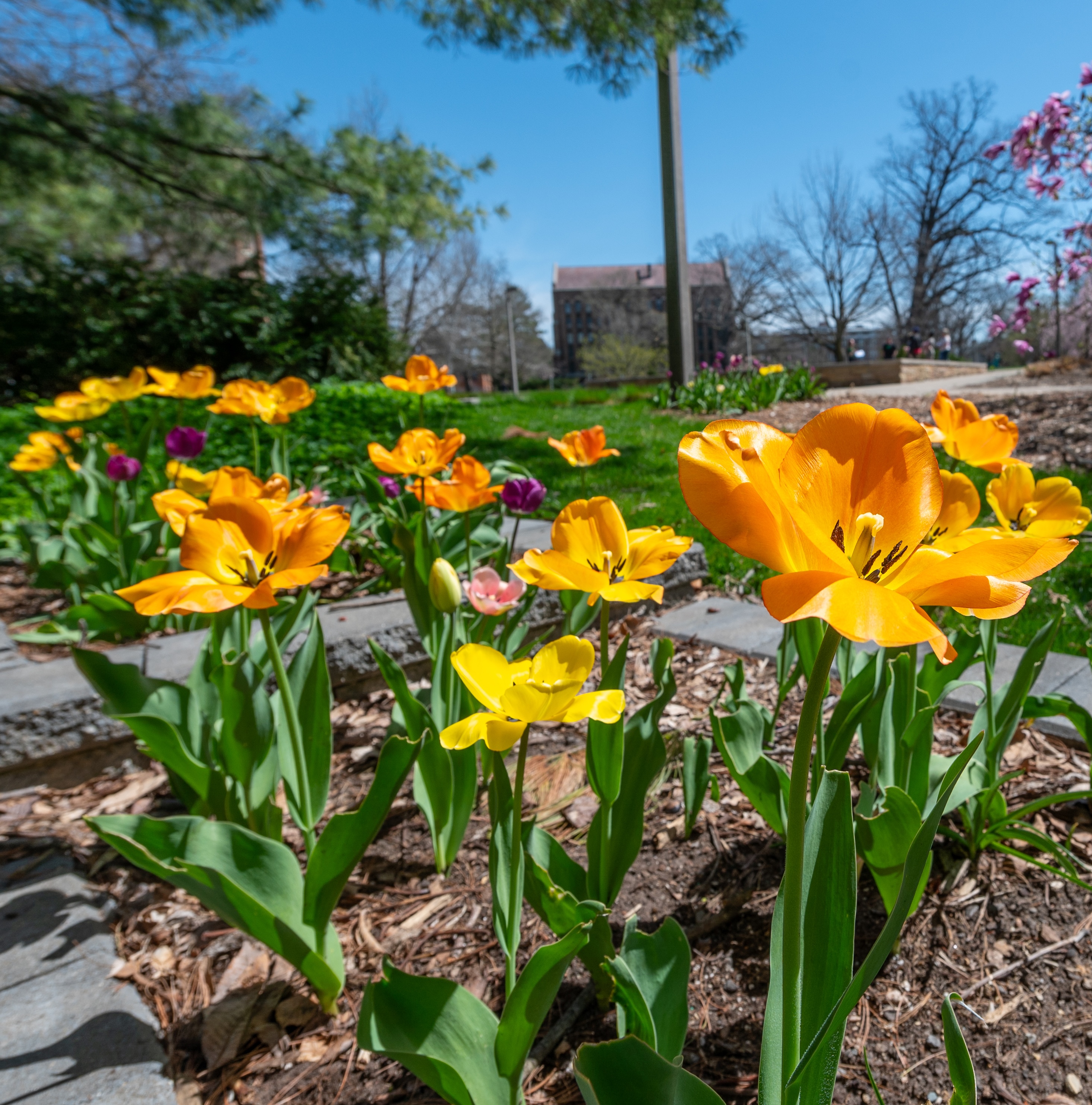 Photo of yellow flowers on MSU campus.